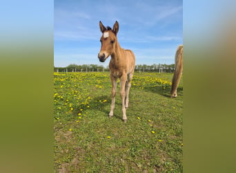 Mustang (american), Mare, 2 years, 14,2 hh, Pearl