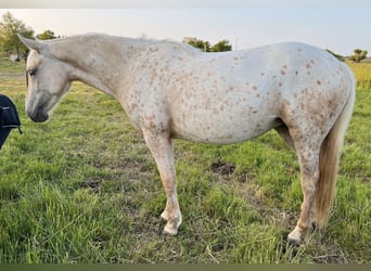 Mustang (american), Mare, 2 years, 15 hh, Leopard-Piebald