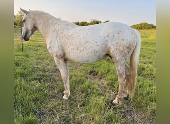 Mustang (american), Mare, 2 years, 15 hh, Leopard-Piebald