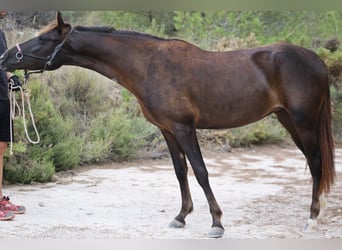 Mustang (american) Mix, Mare, 3 years, 14.1 hh, Chestnut