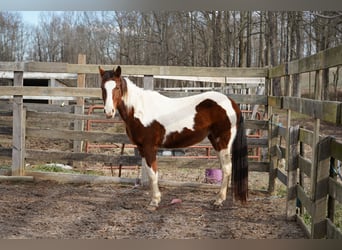 Mustang (american), Mare, 3 years, 14,2 hh, Tobiano-all-colors