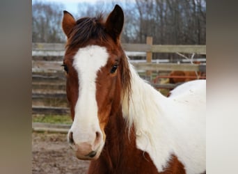 Mustang (american), Mare, 3 years, 14,2 hh, Tobiano-all-colors