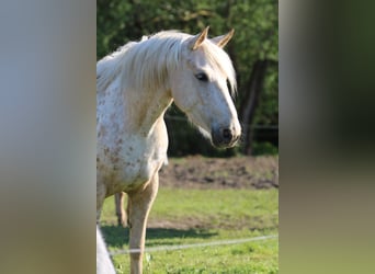 Mustang (american), Mare, 3 years, 14,3 hh, Palomino