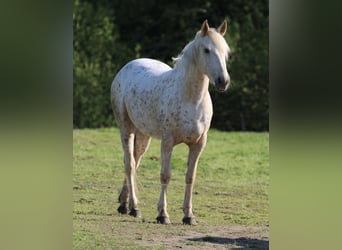 Mustang (american), Mare, 3 years, 14,3 hh, Palomino