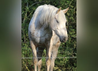 Mustang (american), Mare, 3 years, 14,3 hh, Palomino