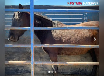 Mustang (american), Mare, 4 years, 14,1 hh, Brown