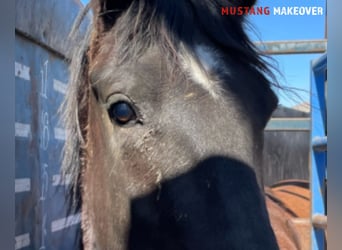 Mustang (american), Mare, 4 years, 14,1 hh, Brown