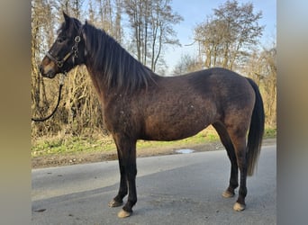 Mustang (american) Mix, Mare, 4 years, 14.2 hh, Bay-Dark