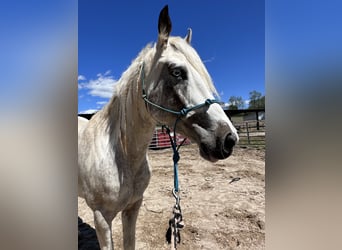 Mustang (amerikanisch), Stute, 4 Jahre, 14,2 hh, Overo-alle-Farben