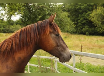 Mustang (american), Mare, 4 years, 14,3 hh, Buckskin