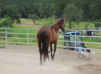 Mustang (american), Mare, 4 years, 14,3 hh, Buckskin