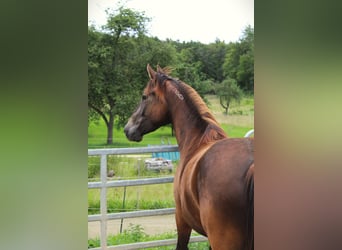 Mustang (american), Mare, 4 years, 14,3 hh, Buckskin