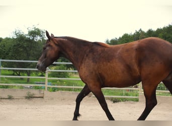 Mustang (american), Mare, 4 years, 14,3 hh, Buckskin