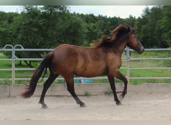 Mustang (american), Mare, 4 years, 14,3 hh, Buckskin