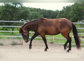 Mustang (american), Mare, 4 years, 14,3 hh, Buckskin