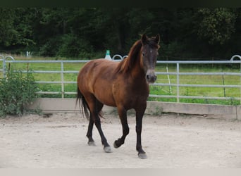 Mustang (american), Mare, 4 years, 14,3 hh, Buckskin