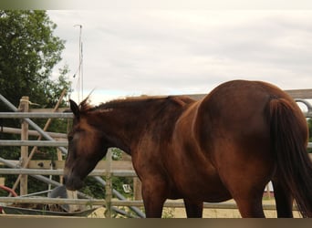 Mustang (american), Mare, 4 years, 14,3 hh, Buckskin