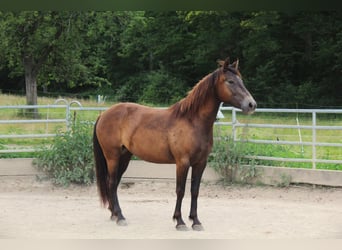 Mustang (american), Mare, 4 years, 14,3 hh, Buckskin