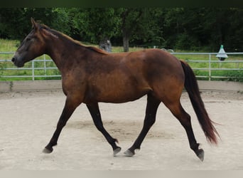 Mustang (american), Mare, 4 years, 14,3 hh, Buckskin