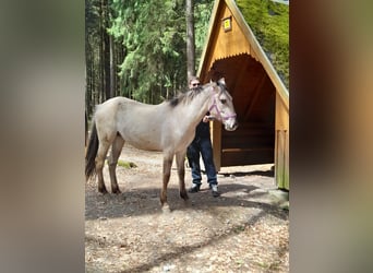 Mustang (american), Mare, 4 years, 15,2 hh, Grullo