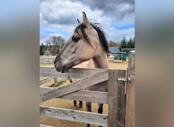 Mustang (american), Mare, 4 years, 15,2 hh, Grullo