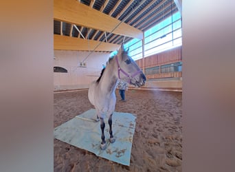 Mustang (american), Mare, 4 years, 15,2 hh, Grullo