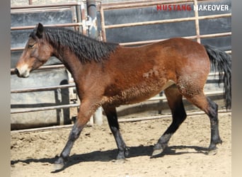 Mustang (american), Mare, 4 years, 15 hh, Brown