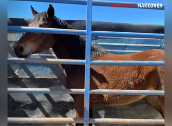 Mustang (american), Mare, 4 years, 15 hh, Brown