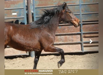 Mustang (american), Mare, 4 years, Brown