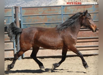 Mustang (american), Mare, 4 years, Brown