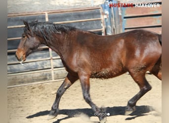 Mustang (american), Mare, 4 years, Brown