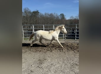 Mustang (amerikanisch), Stute, 5 Jahre, 14,2 hh, Cremello