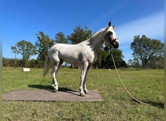 Mustang (american), Mare, 5 years, 14,2 hh, Overo-all-colors