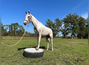 Mustang (american), Mare, 5 years, 14,2 hh, Overo-all-colors