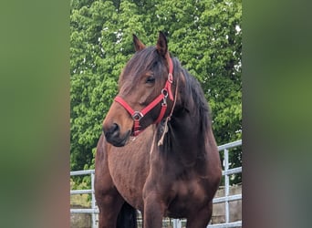 Mustang (american), Mare, 5 years, 15.1 hh, Brown