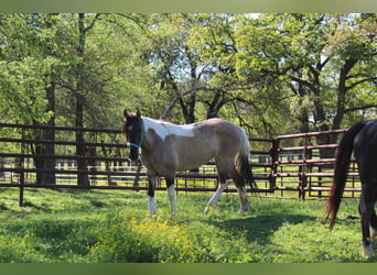 Mustang (american), Mare, 6 years, 14,2 hh, Grullo