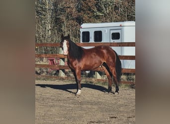 Mustang (american), Mare, 6 years, 14 hh, Brown