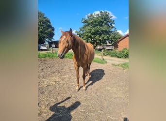 Mustang (american), Mare, 6 years, 15 hh, Chestnut