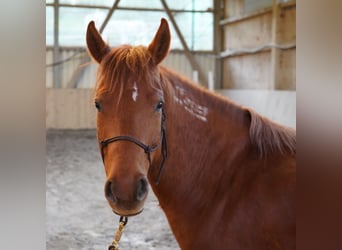 Mustang (american), Mare, 7 years, 13.2 hh, Chestnut-Red
