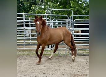 Mustang (american), Mare, 7 years, 14,1 hh, Chestnut-Red