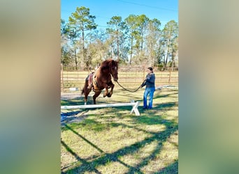 Mustang (american), Mare, 7 years, 14.1 hh, Chestnut-Red