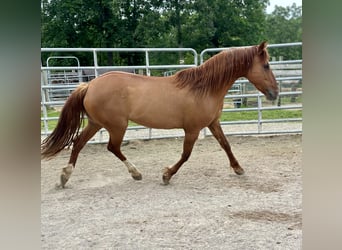 Mustang (american), Mare, 7 years, 14,1 hh, Chestnut-Red