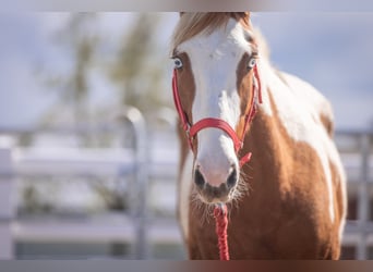 Mustang (american), Mare, 7 years, 14.1 hh, Pinto