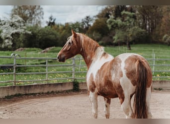 Mustang (american), Mare, 7 years, 14,2 hh, Pinto