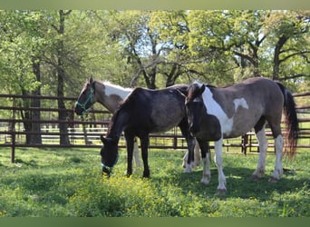 Mustang (american), Mare, 7 years, 14,2 hh, Roan-Blue