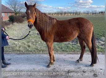 Mustang (american), Mare, 7 years, 15 hh, Chestnut