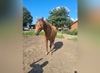 Mustang (american), Mare, 7 years, 15 hh, Chestnut