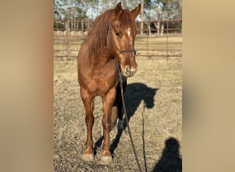 Mustang (american), Mare, 8 years, 14,1 hh, Chestnut-Red