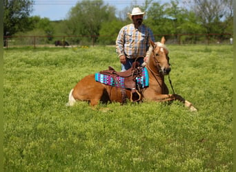 Mustang (american), Mare, 8 years, 14,2 hh, Palomino