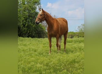 Mustang (american), Mare, 8 years, 14,2 hh, Palomino